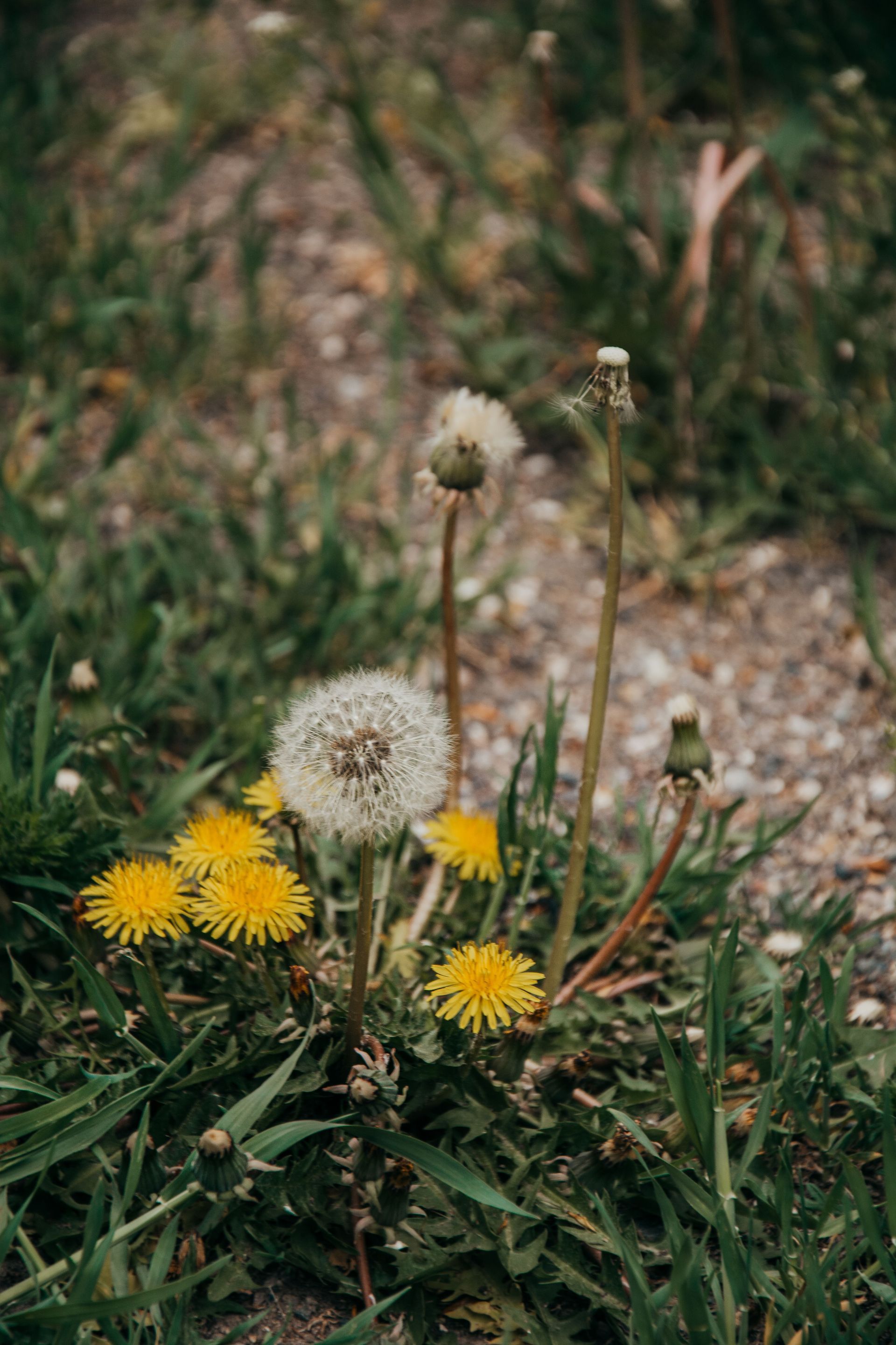 A detailed view of dandelions in a natural grassy setting, showcasing their vibrant yellow blooms and fluffy seed heads.