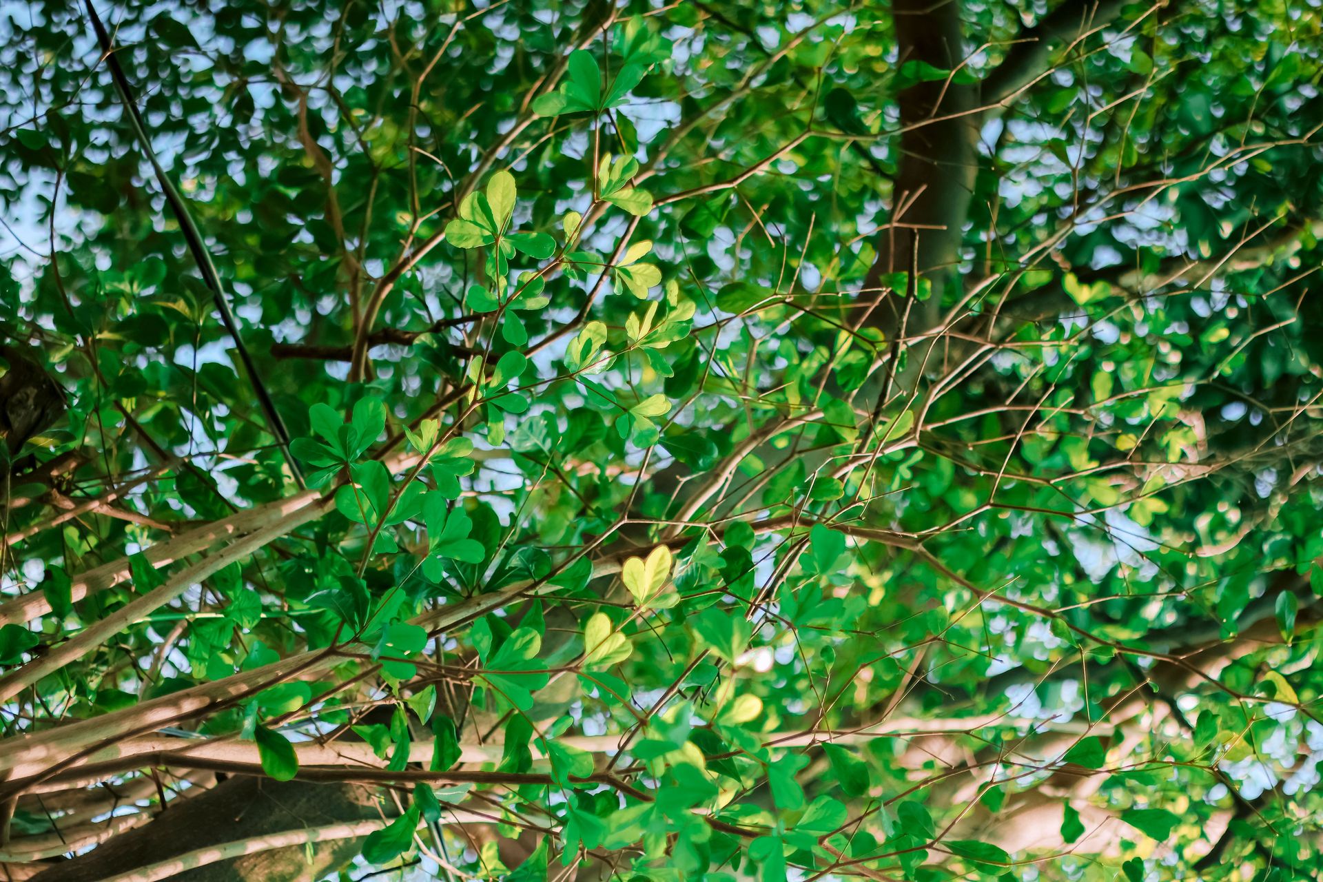 Vibrant green leaves of a tree creating a natural canopy view upwards.